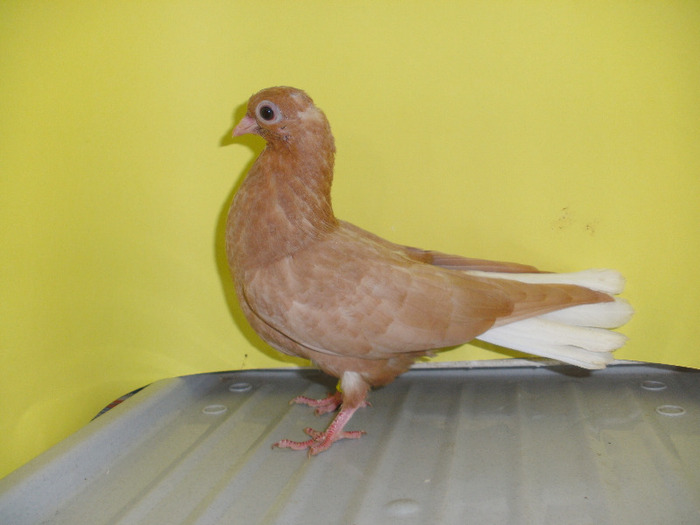 Pui galben 2011 - Codalb pe rosu si negru-Romanian White-Tailed Tumbler