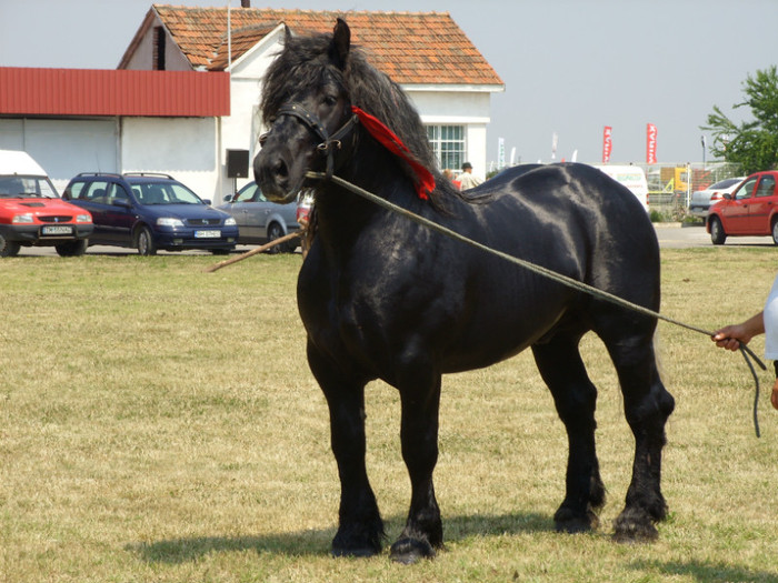 SS850376 - EXPOZITIE TIMAGRALIM IUNIE 2011