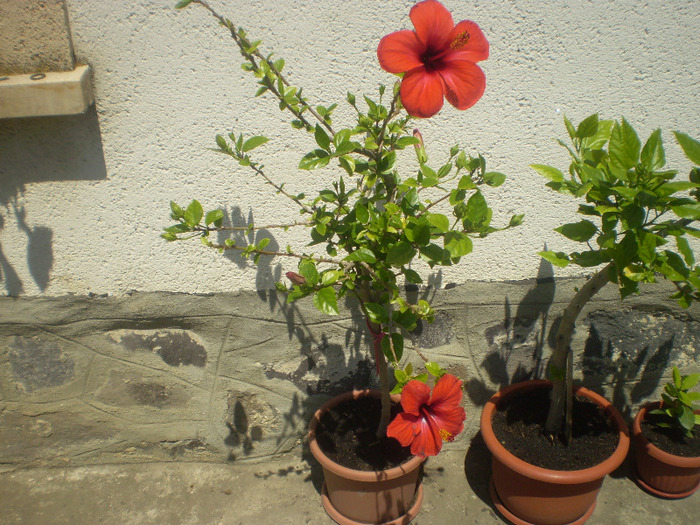 P6140057; hibiscus
