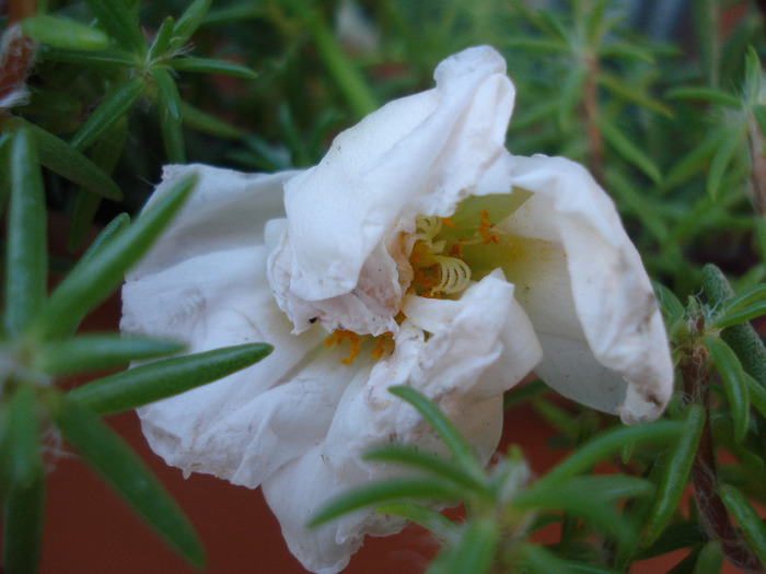 Portulaca grandiflora (2011, June 19)
