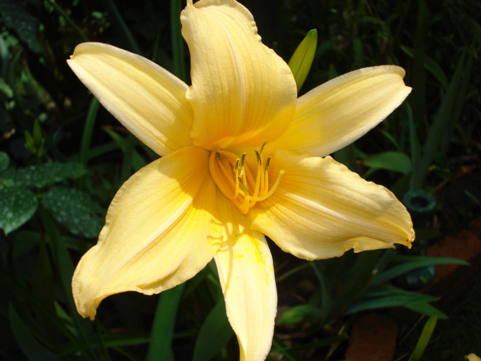 42. Lillian Wirrick - HEMEROCALLIS