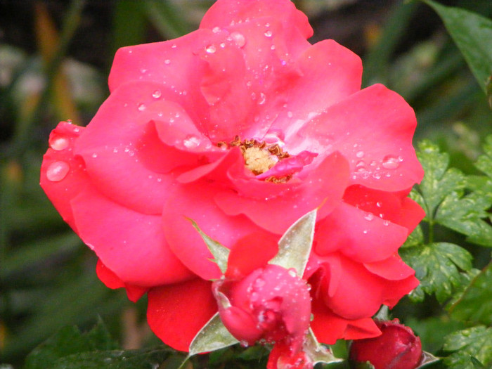 Nina Weibull; Floribunda,floare medie 7-8cm,25petale,parfum slab,infloreste in ciorchine,h1-1,5m
