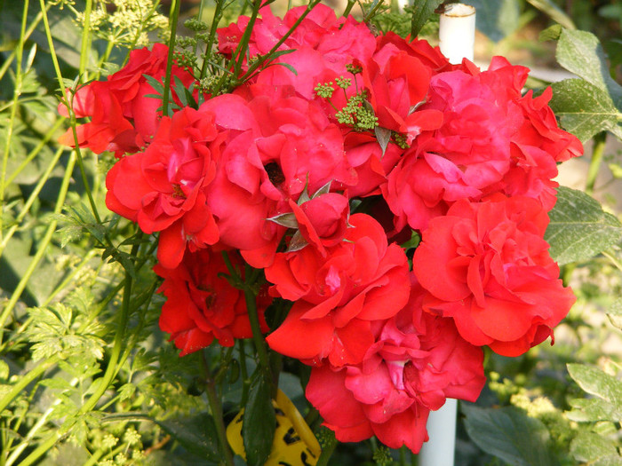 Nina Weibull; Floribunda,floare medie 7-8cm,25petale,parfum slab,infloreste in ciorchine,h1-1,5m
