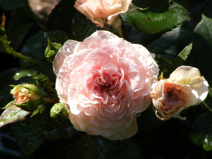 Mariatheresia; Floribunda,parfum usor(1-2 din 5 puncte),flori duble,h0,7-0,9m
