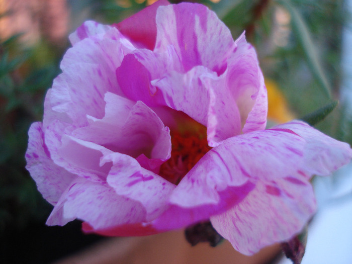 Moss-rose Purslane (2011, June 22) - PORTULACA Grandiflora