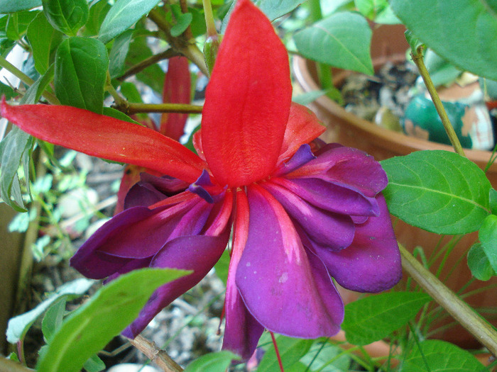 Fuchsia Red Purple (2011, June 19) - Fuchsia Red Purple