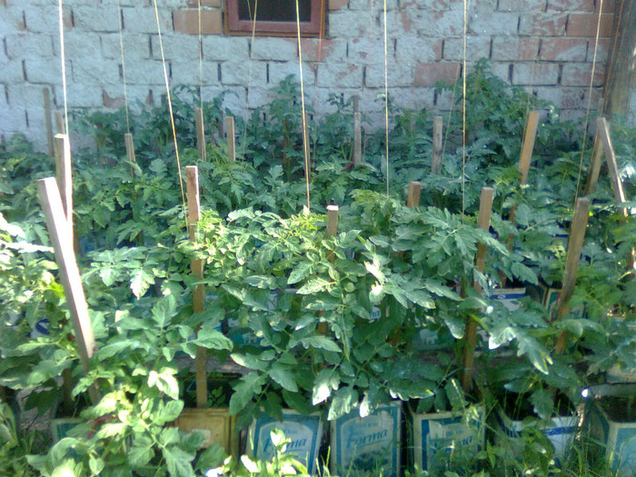 Legarea rosiilor - Cultivarea legumelor in ghivece