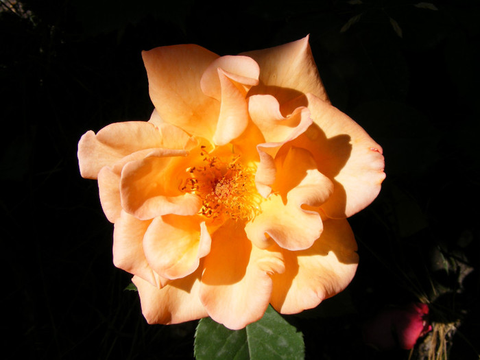 Doris Tysterman; Theahybrid,floare mare,17-28petale,parfum usor(2 din 5 puncte)
