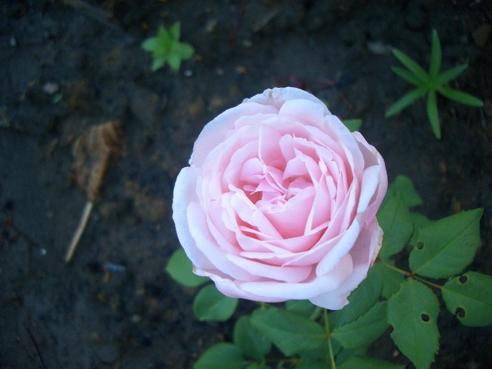 CIMG3807 - trandafiri 2011