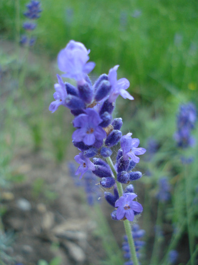 Lavender_Lavanda (2011, June 19)