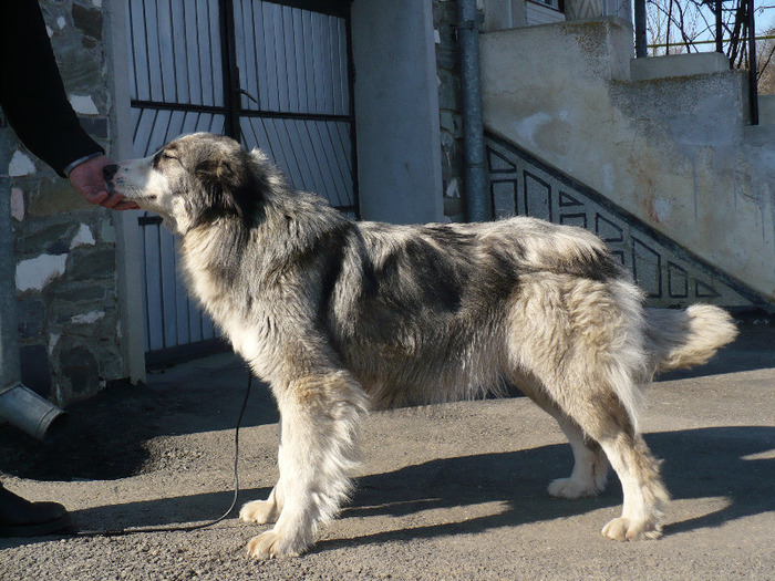 mart. 2011 309; Agapia de Troian (Pasa de Troian x Hera de Troian )
