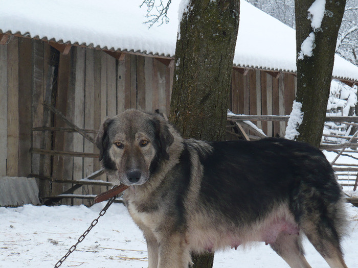 Dec. 2010 032; Dora Luncii de Troian (Bacita de Troian x Andu )
