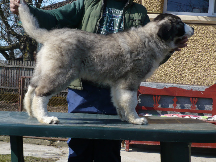 mart. 2011 285; Codruta de Troian (pasa de troian x dora luncii de troian )
