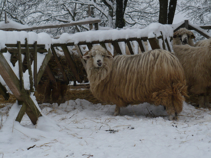 Dec. 2010 004 - Turcane de Alba - Bale de Sugag