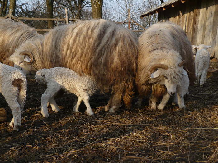 mart. 2011 298 - Turcane de Alba - Bale de Sugag