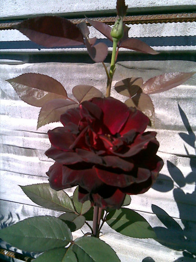 almost black rose - Flori Mai - Iunie 2011