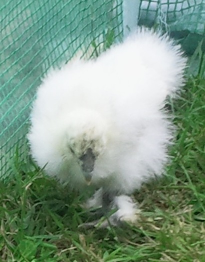 white silkie - matase alba; zona ASIA
- scop decorativ, bune mame, piele oase si carne negre, pot fi animale companie
