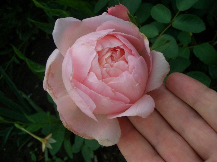 CIMG3853 - trandafiri 2011