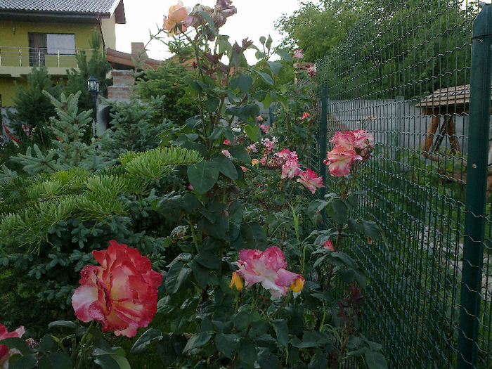 27 iunie 2011 trandafirii
