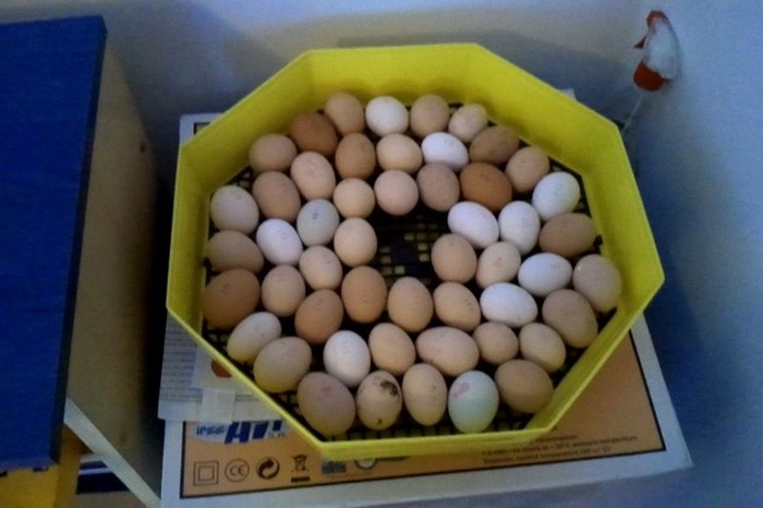 asezare oua; se pun semne pe ambele parti ale oului pentru a fi intoarse

