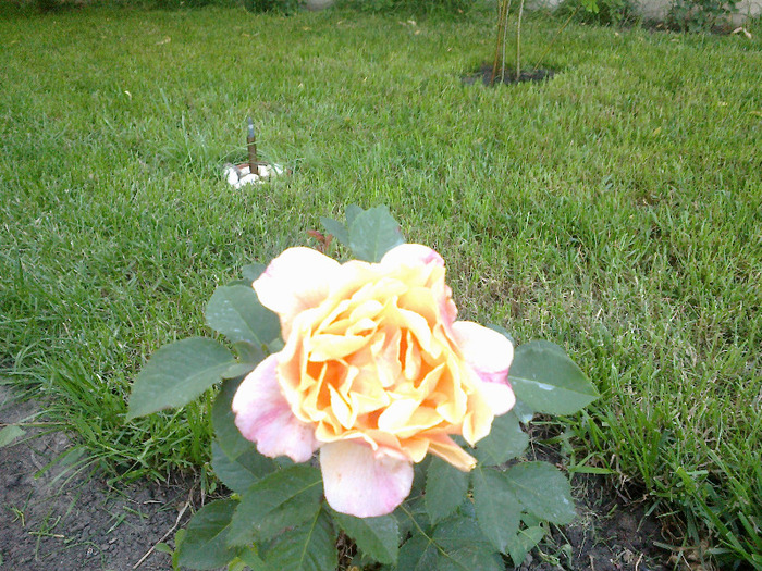 27 iunie 2011 trandafiri; prima floricica!!!

