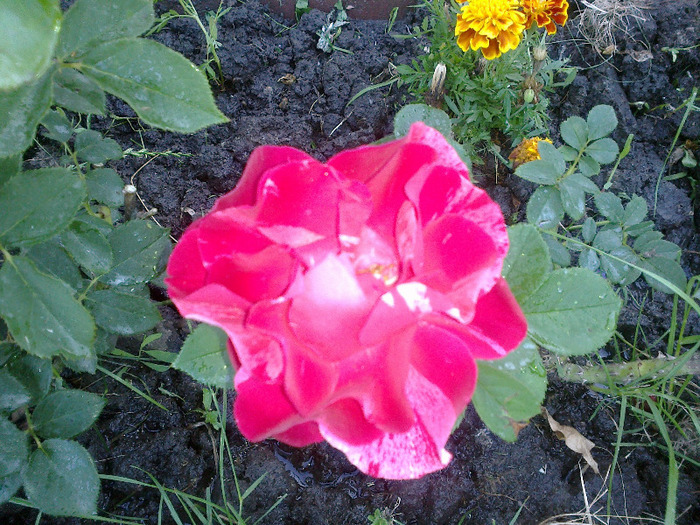 27 iunie 2011 trandafiri; primul an, prima floricica,
