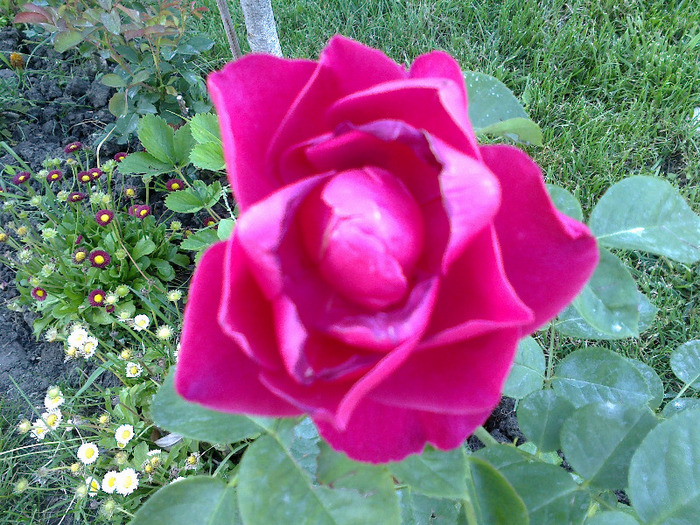 27 iunie 2011 trandafiri; prima floricica
