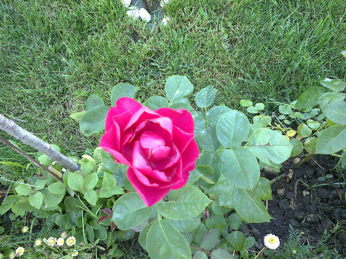 27 iunie 2011 trandafiri; prima floare
