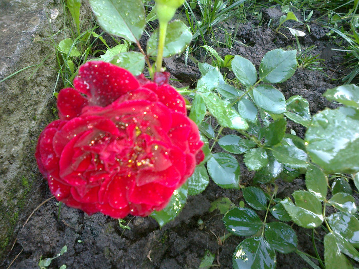 27 iunie 2011 trandafiri