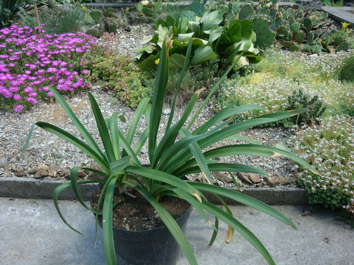 Agapanthus africanus (L.) Hoffmanns 1824.