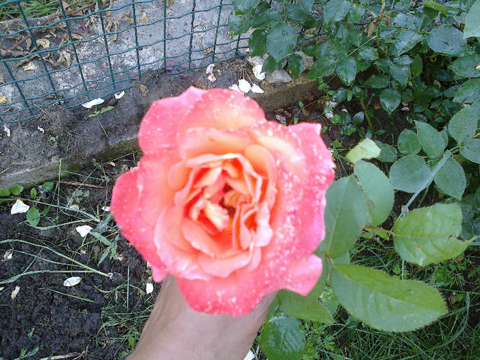 27 iunie 2011 trandafirii; prima floare
