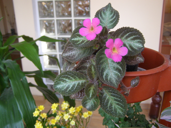 Episcia - Flori interior 2011