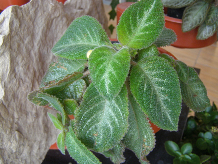 Episcia - Flori interior 2011