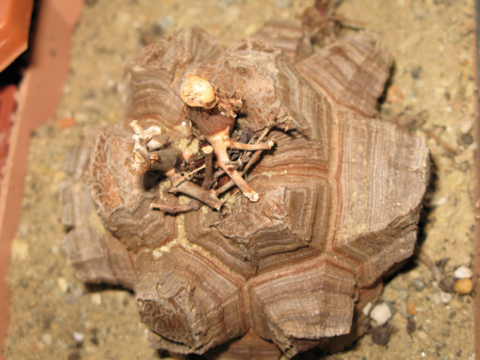 DIOSCOREA elephantipes - Caudex Plante cu caudex