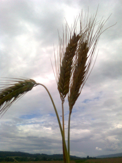 Spice de triticale - Cereale si plante tehnice