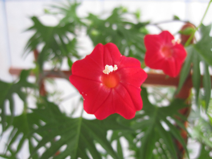 red cypress - 2-PLANTELE MELE