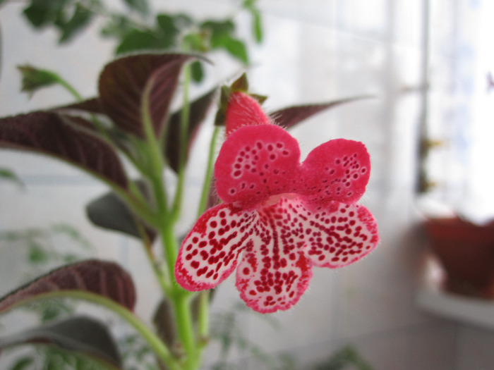 kohleria Queen Olympus - 2-PLANTELE MELE