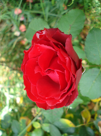 Rose Dame de Coeur (2011, June 25)