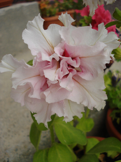 Petunia Red & White (2011, June 30)