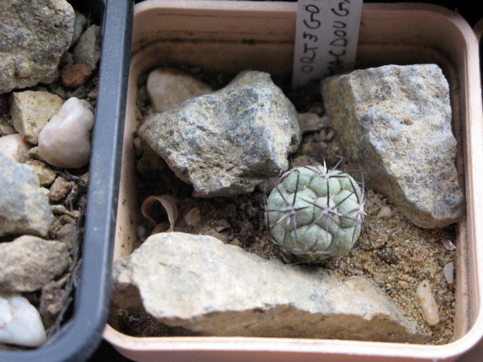 ORTEGOCACTUS macdougali