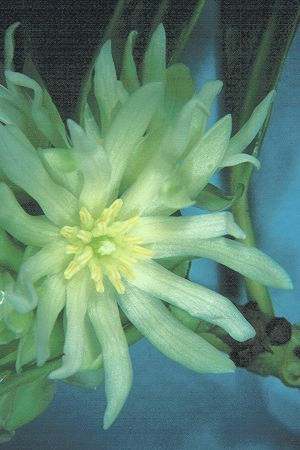 Star anise flower