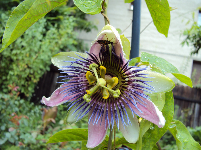 passiflora alatocaerulea