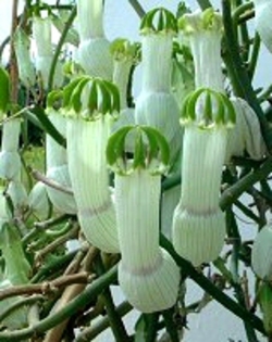 Ceropegia ampullata