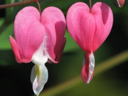 DICENTRA SPECTABILIS roz