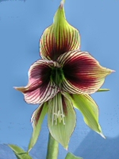 Hippeastrum papilio.