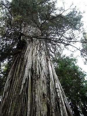 _Alerce_Patagonian_Cypress