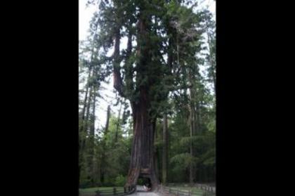 miahbhai-chandelier-tree