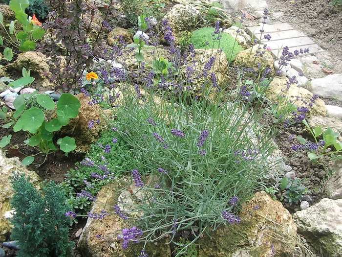 046; lavanda,nici nu mai stiu cati ani are,e veterana stancariei,am cladit pietrele in jurul ei
