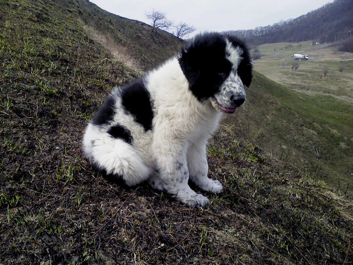 DSC01076 - caini de bucovina 2011