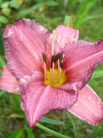 71. Summer Wine - HEMEROCALLIS